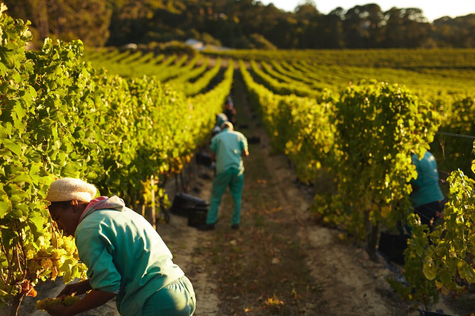 grape-pickers-working-in-vineyard-PPTUZMH
